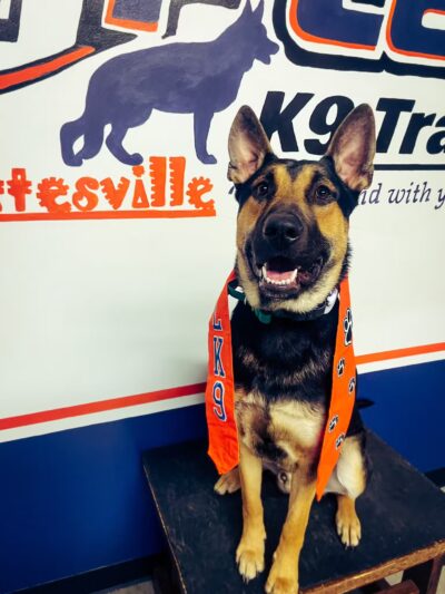 Off Leash K9 Training, Charlottesville - Ruckersville, VA