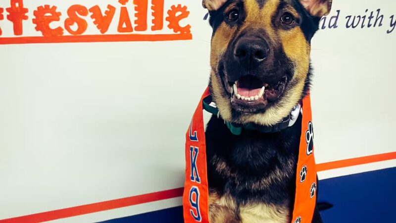 Off Leash K9 Training, Charlottesville - Ruckersville, VA