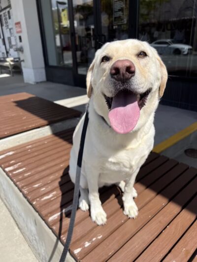 Off Leash K9 Training, Charlottesville - Ruckersville, VA