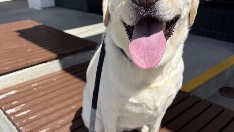 Off Leash K9 Training, Charlottesville - Ruckersville, VA