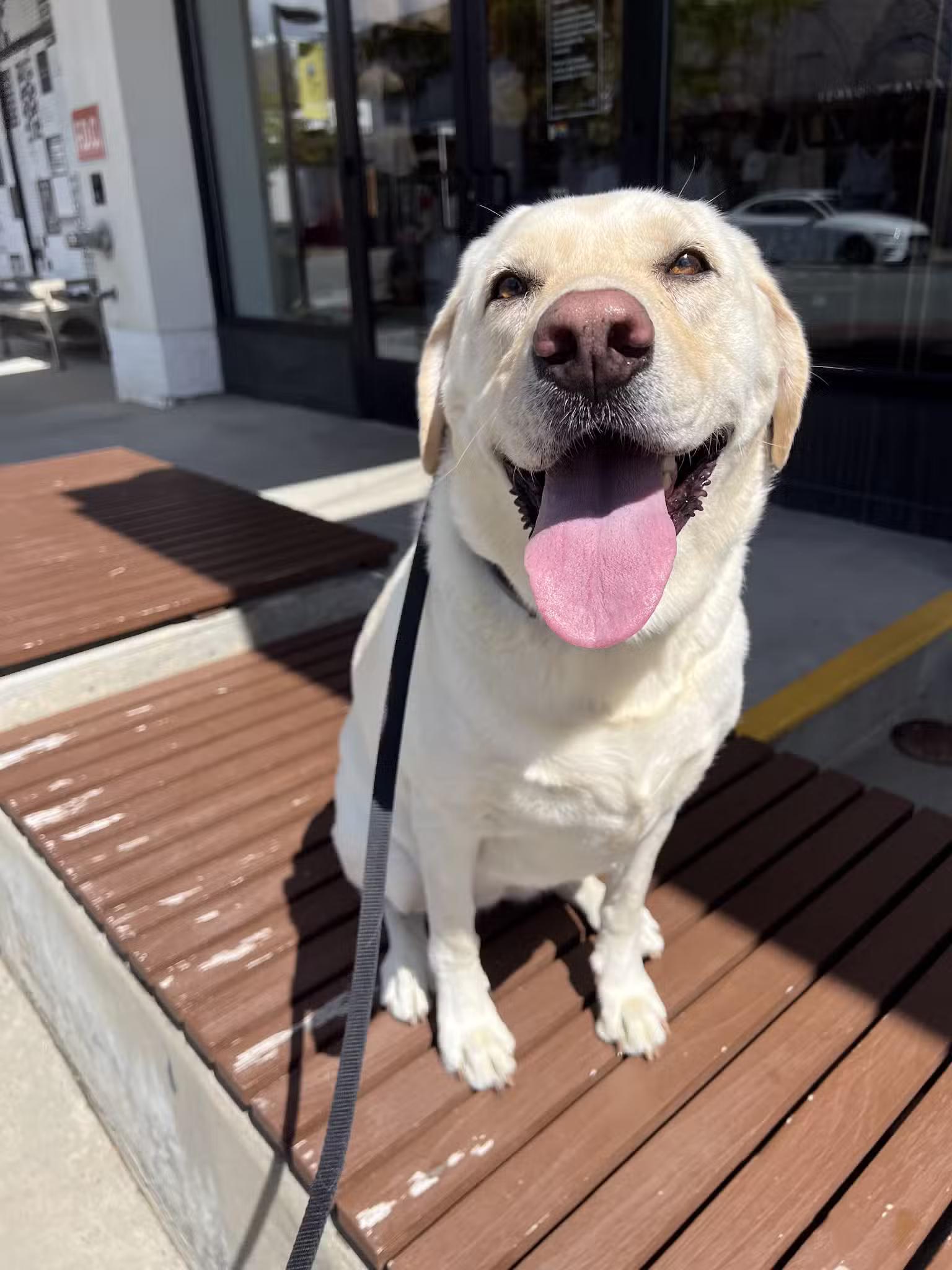 Off Leash K9 Training, Charlottesville - Ruckersville, VA