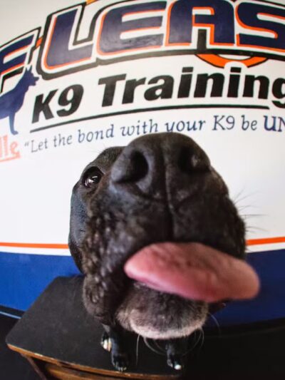 Off Leash K9 Training, Charlottesville - Ruckersville, VA