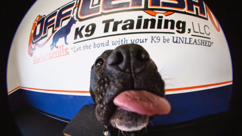 Off Leash K9 Training, Charlottesville - Ruckersville, VA