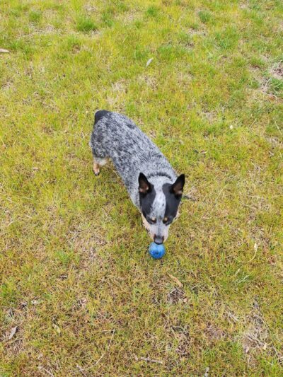 Rufus Dog Park - Rufus, OR