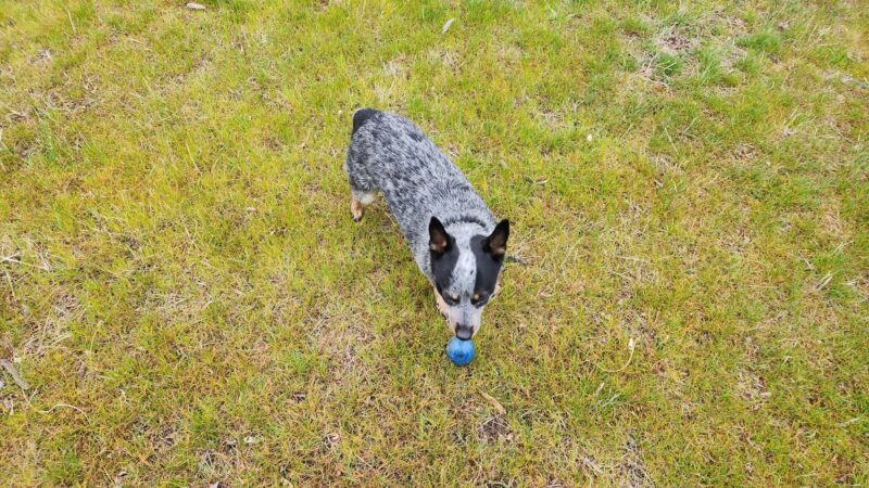 Rufus Dog Park - Rufus, OR
