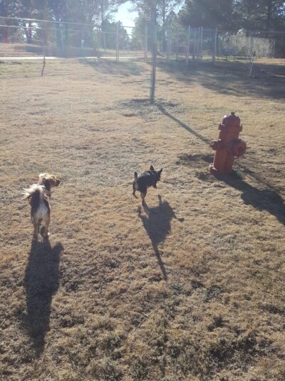 Ruidoso Dog Park - Ruidoso, NM