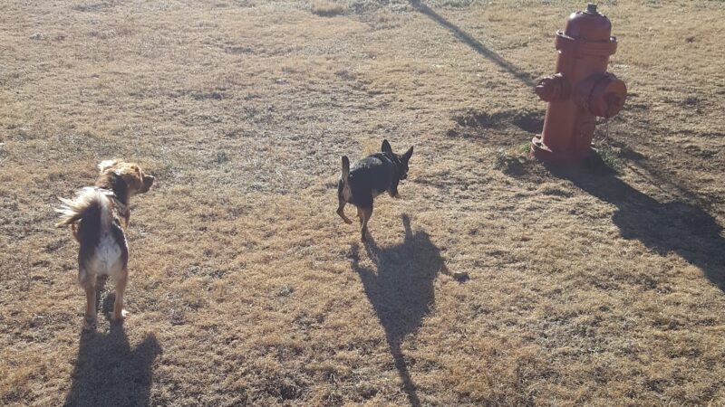 Ruidoso Dog Park - Ruidoso, NM