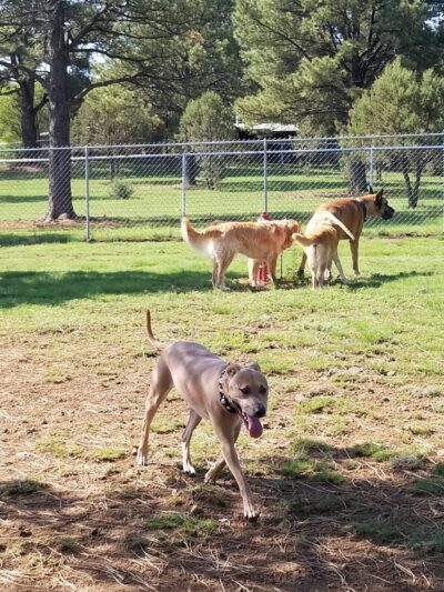 Ruidoso Dog Park - Ruidoso, NM