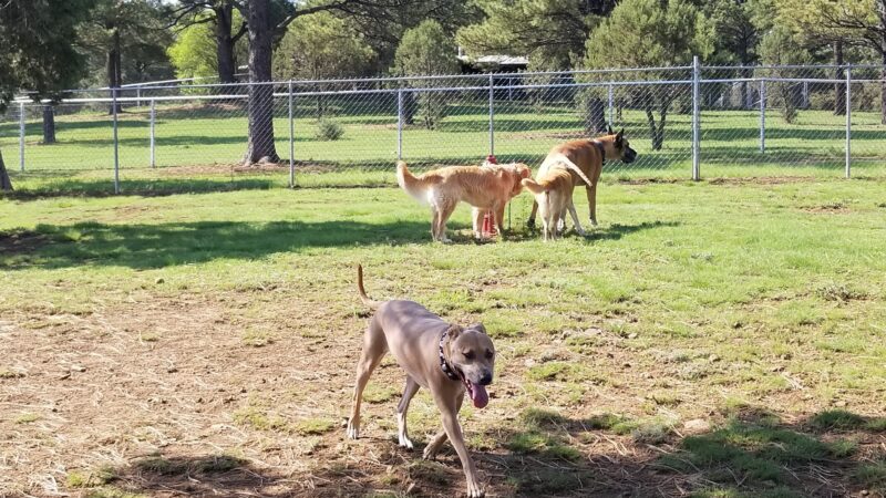 Ruidoso Dog Park - Ruidoso, NM