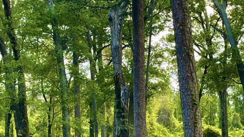 Roberts Park - Ruston, LA