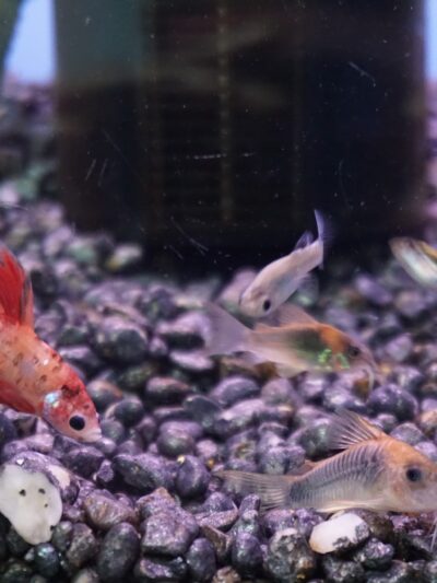 Park Avenue Pet Center - Rutherford, NJ