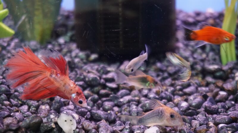 Park Avenue Pet Center - Rutherford, NJ