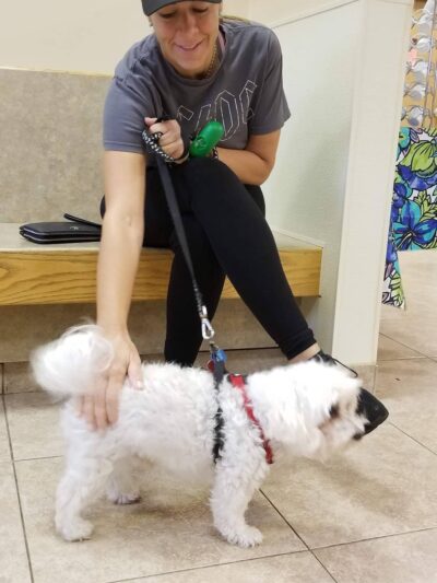 VCA Rutherford Animal Hospital - Rutherford, NJ