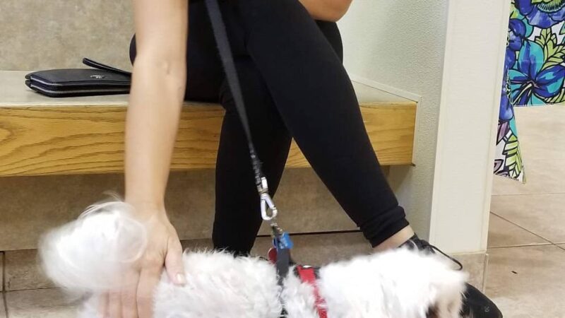 VCA Rutherford Animal Hospital - Rutherford, NJ