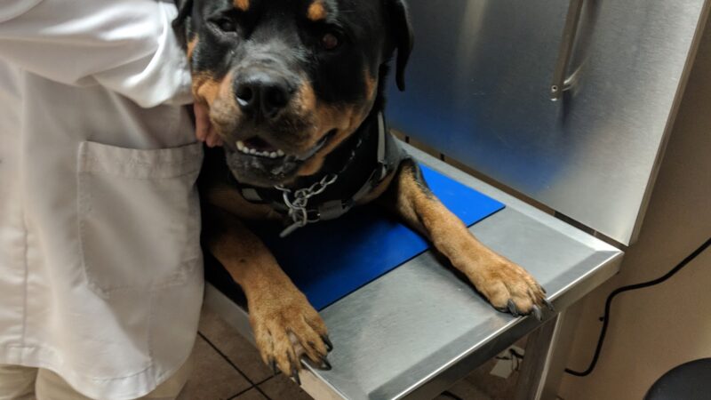 VCA Rutherford Animal Hospital - Rutherford, NJ