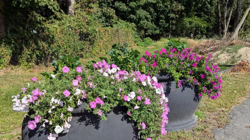 Dog beach parking - Rye, NY