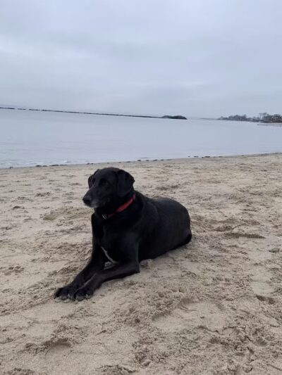 Dog beach parking - Rye, NY