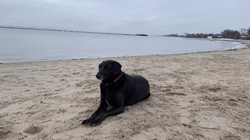 Dog beach parking - Rye, NY