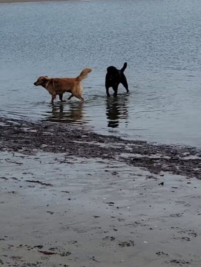 Dog beach parking - Rye, NY