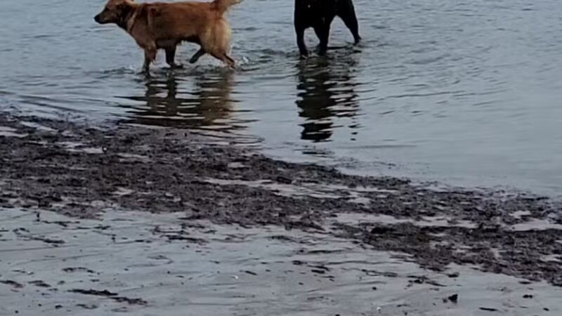 Dog beach parking - Rye, NY