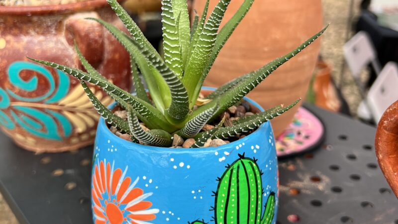 Sabinal Park - Sabinal, TX