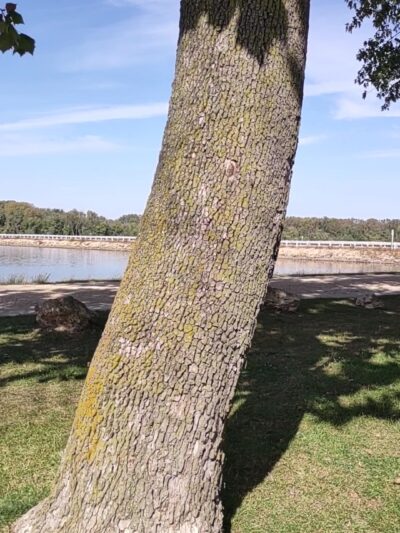 Driscoll's Island - Sabula, IA