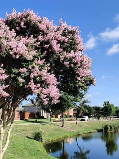 Dave Sanford Park - Sachse, TX