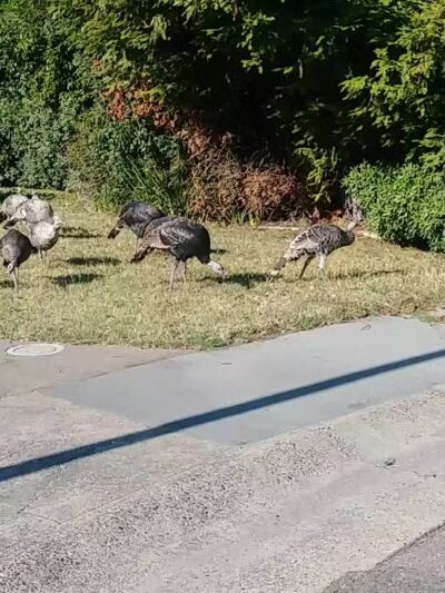 Arcade Creek Park - Sacramento, CA