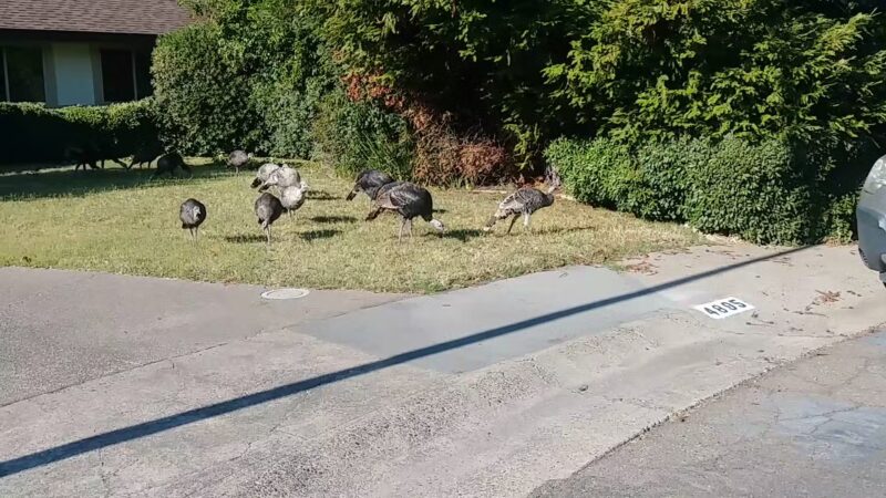 Arcade Creek Park - Sacramento, CA