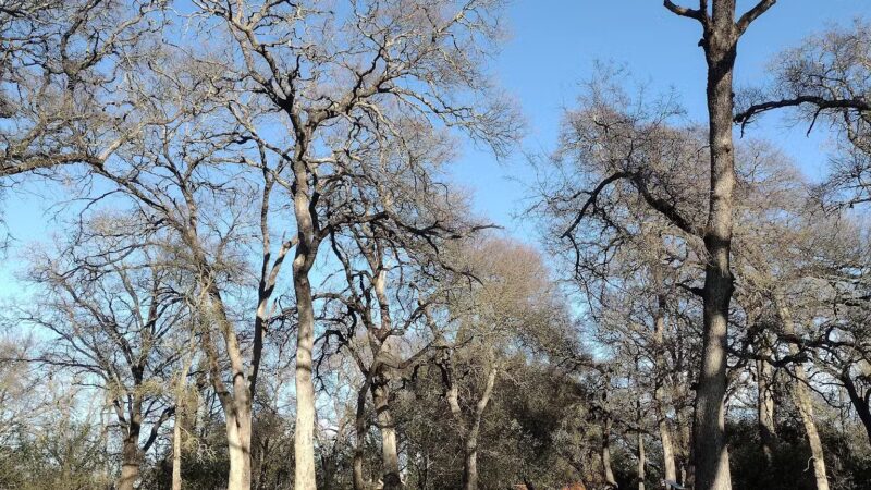 Arcade Creek Park - Sacramento, CA