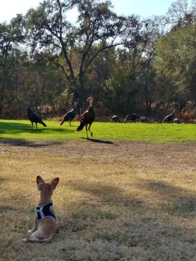 Arcade Creek Park - Sacramento, CA