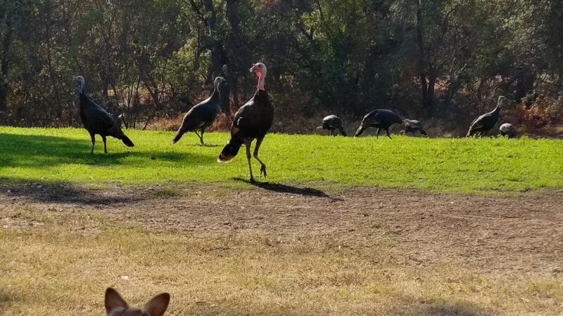 Arcade Creek Park - Sacramento, CA