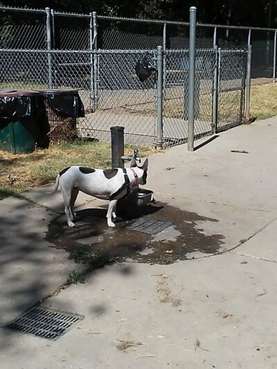Bannon Creek Dog Park - Sacramento, CA