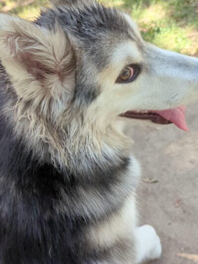 Bannon Creek Dog Park - Sacramento, CA