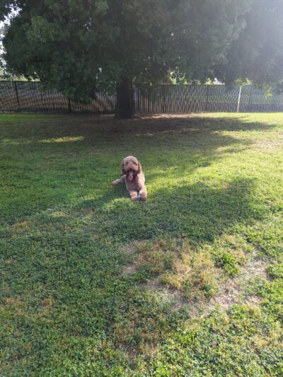 Bannon Creek Dog Park - Sacramento, CA