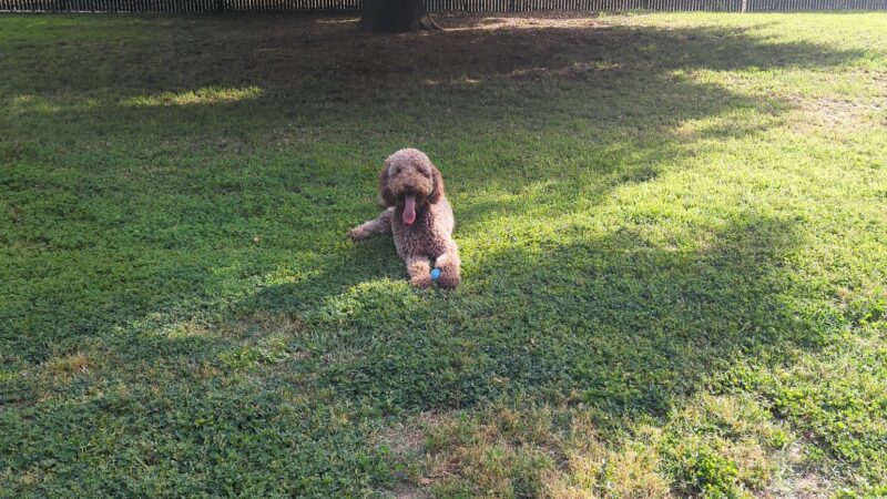 Bannon Creek Dog Park - Sacramento, CA