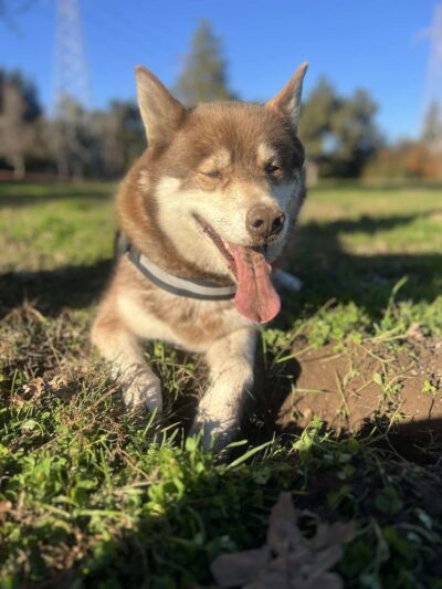 Big dog park - Sacramento, CA
