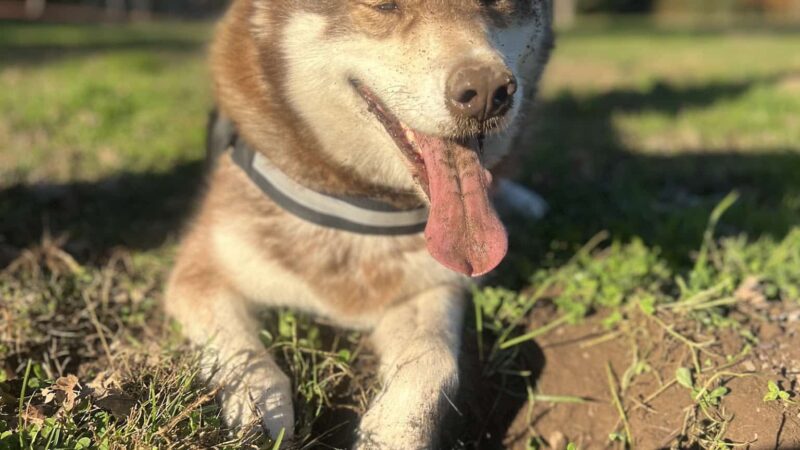 Big dog park - Sacramento, CA