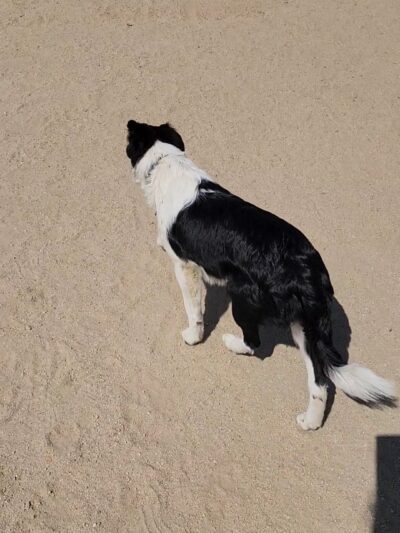 Cabana Dog Park - Sacramento, CA