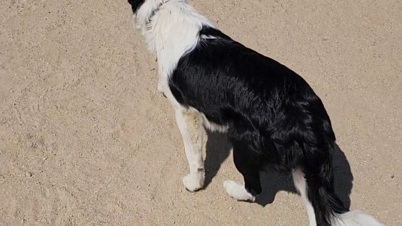 Cabana Dog Park - Sacramento, CA