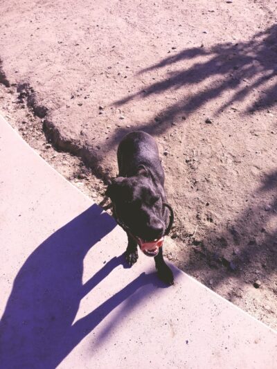 Cabana Dog Park - Sacramento, CA