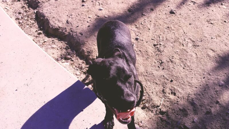 Cabana Dog Park - Sacramento, CA