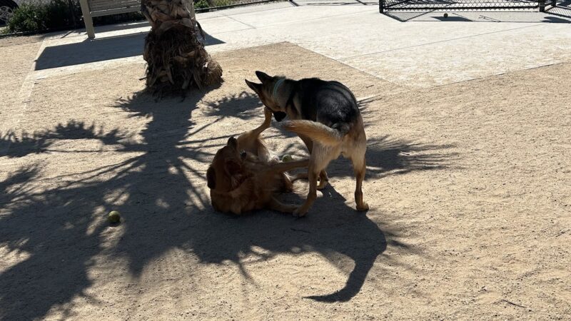 Cabana Dog Park - Sacramento, CA