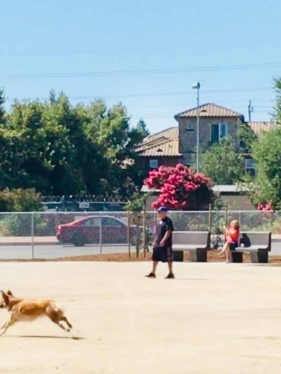 Dog Park | Barandas Park - Sacramento, CA