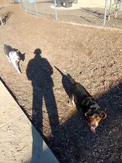 Dog Park | Barandas Park - Sacramento, CA