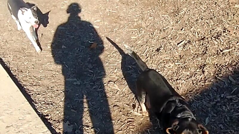 Dog Park | Barandas Park - Sacramento, CA