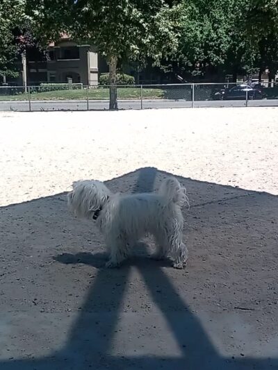 Dog Park | Barandas Park - Sacramento, CA