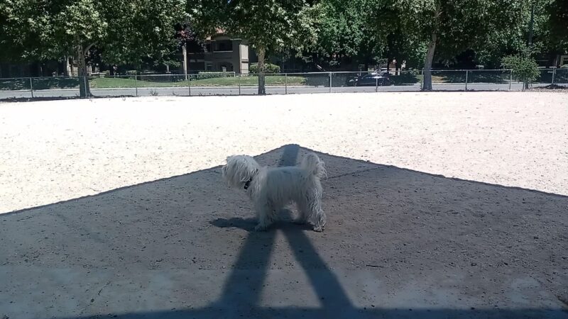 Dog Park | Barandas Park - Sacramento, CA