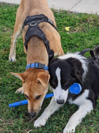 Dog Park - Regency Community Park - Sacramento, CA