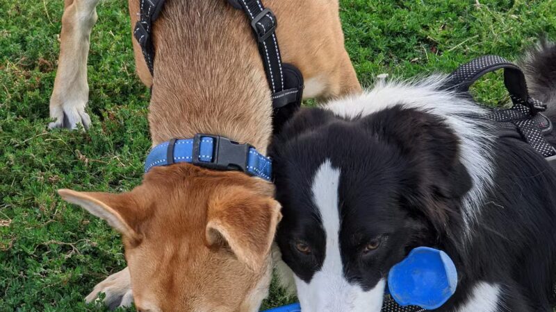 Dog Park - Regency Community Park - Sacramento, CA